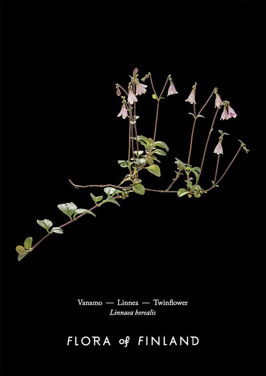 Laura Rautjoki — Flora of Finland tuote